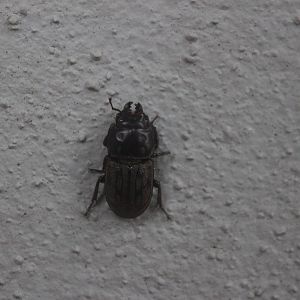 Paralissotes reticulatus