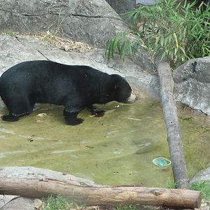 Taronga 2012 - Sun Bear