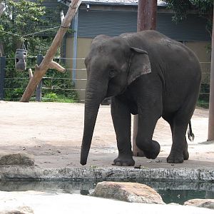 Taronga 2012 - Asiatic Elephant
