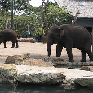 Taronga 2012 - Asiatic Elephants