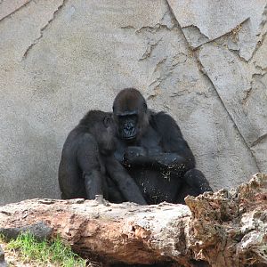 Taronga 2012 - Western Lowland Gorillas