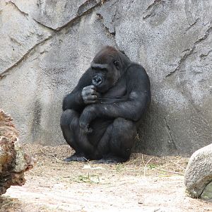 Taronga 2012 - Western Lowland Gorilla