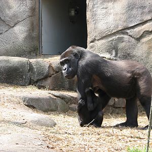 Taronga 2012 - Western Lowland Gorillas