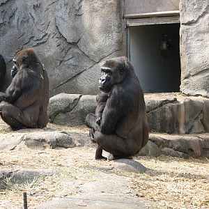 Taronga 2012 - Western Lowland Gorillas