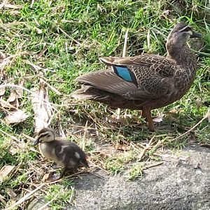 Taronga 2012 - wild Pacific Black Duck with ducklings in gorilla exhibit
