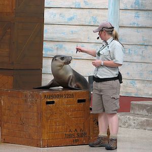 Taronga 2012 - Seal Show - Australian Sea Lion