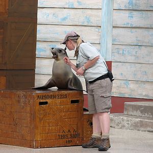 Taronga 2012 - Seal Show - Australian Sea Lion