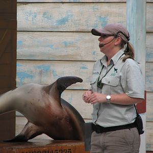 Taronga 2012 - Seal Show - Australian Sea Lion