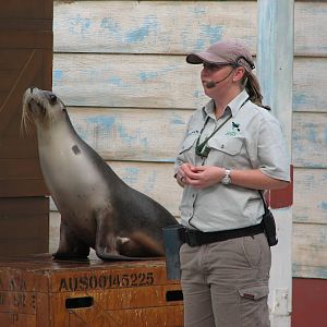 Taronga 2012 - Seal Show - Australian Sea Lion