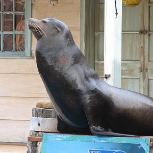 Taronga 2012 - Seal Show - California Sea Lion