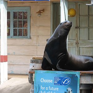 Taronga 2012 - Seal Show - California Sea Lion