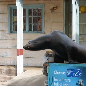 Taronga 2012 - Seal Show - California Sea Lion
