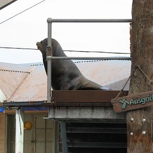 Taronga 2012 - Seal Show - California Sea Lion