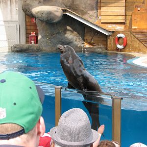 Taronga 2012 - Seal Show - California Sea Lion
