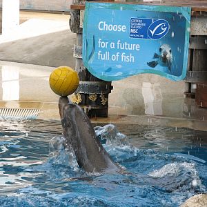 Taronga 2012 - Seal Show - California Sea Lion