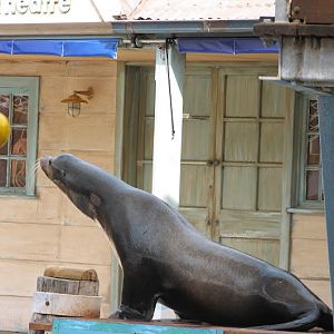 Taronga 2012 - Seal Show - California Sea Lion