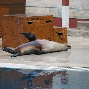 Taronga 2012 - Seal Show - Australian Sea Lion
