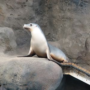 Taronga 2012 - Seal Show - Australian Sea Lion