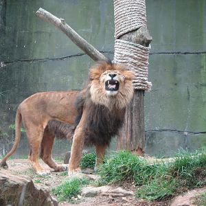 Taronga 2012 - African Lion