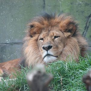 Taronga 2012 - African Lion