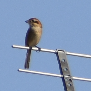 Bull Headed Shrike(Lanius bucephalus)