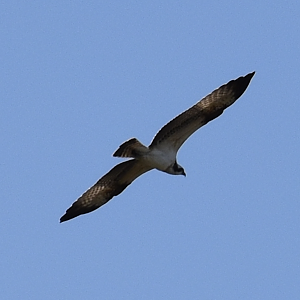 Osprey(Pandion haliaetus)