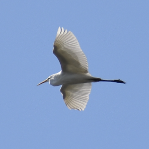 Great Egret(Ardea alba)