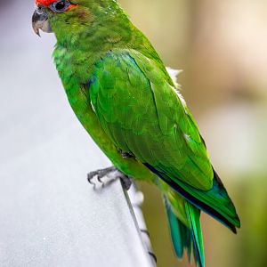 South American pileated parrot (Pionopsitta pileata)