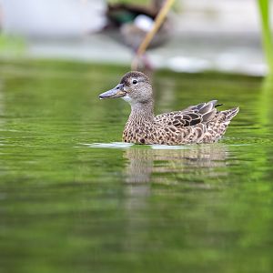 Female Cinnamon Teal (Anas cyanoptera)