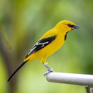 yellow oriole (Icterus nigrogularis)