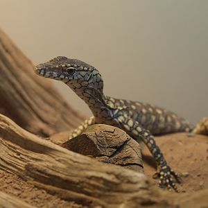 Perentie/ Varanus giganteus