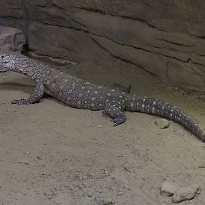 Perentie/ Varanus giganteus