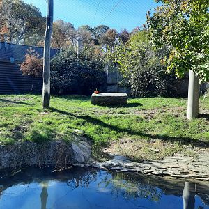 Pumpkin (Cucurbita pepo) Exhibit