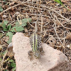 Italian Wall Lizard