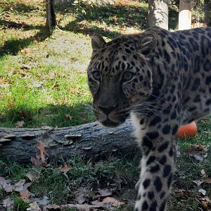 Amur Leopard
