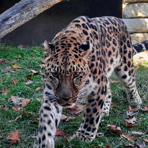 Amur Leopard 2