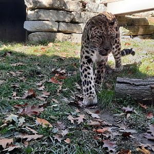 Amur Leopard 3