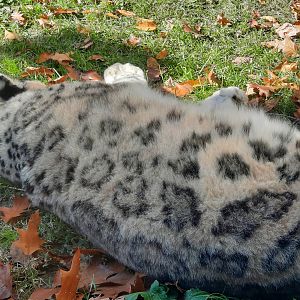 Snow Leopard