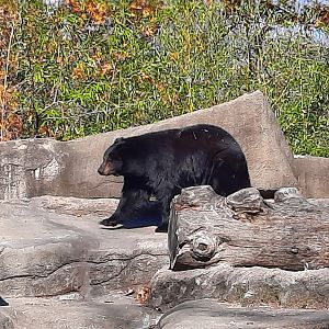 American Black Bear