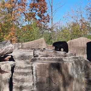 American Black Bear 2
