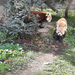 Red Pandas