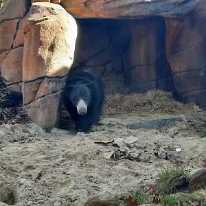 Sloth Bear