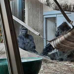 Gorilla Family