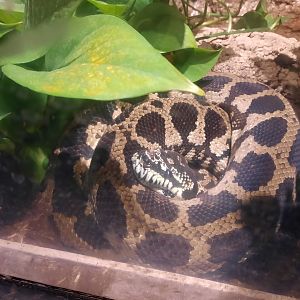 [NEW] Jungle Carpet Python- Lower Forest