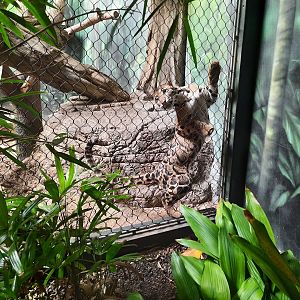 Clouded Leopard