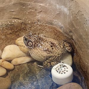 Earthplace - American Bullfrog