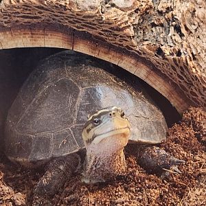 Earthplace - Amboina Box Turtle