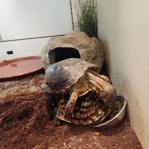 Earthplace - Eastern Box Turtle