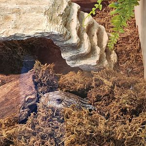 Earthplace - Common Blue-tongued Skink