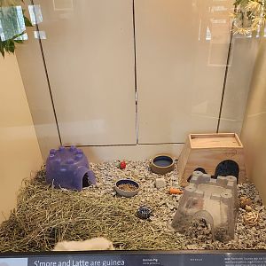 Earthplace - Four-toed Hedgehog exhibit